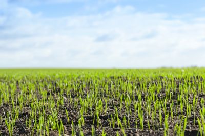 Liquid Grass Seeding in Ventura County, CA