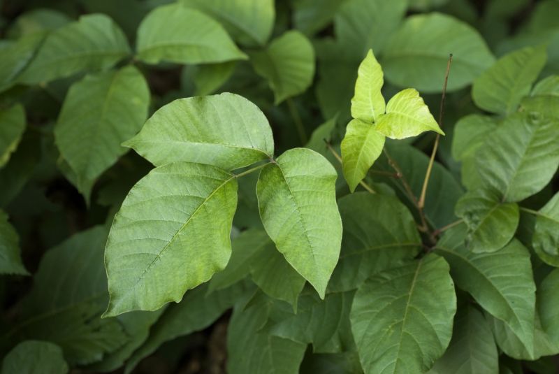 Poison Oak Removal in Pottstown, PA