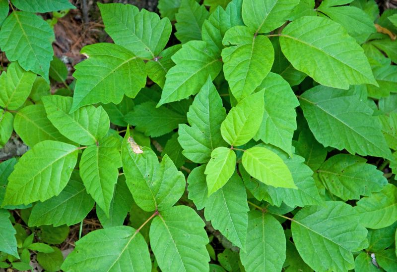 Poison Oak Removal in Ventura County, CA