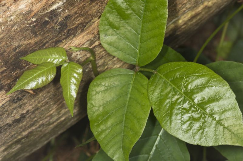 Poison Oak Removal in Delaware County, PA