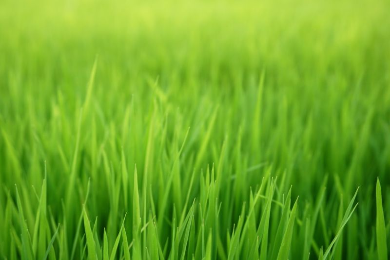 Residential Lawn Seeding in Ventura County, CA