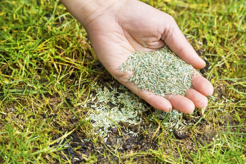 Residential Lawn Seeding in Ventura County, CA