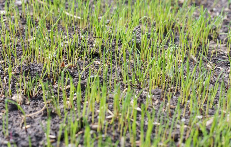 Turf Seeding in Ventura County, CA