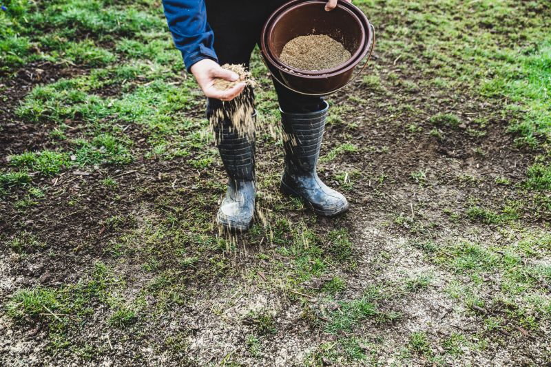 Yard Seeding in Ventura County, CA