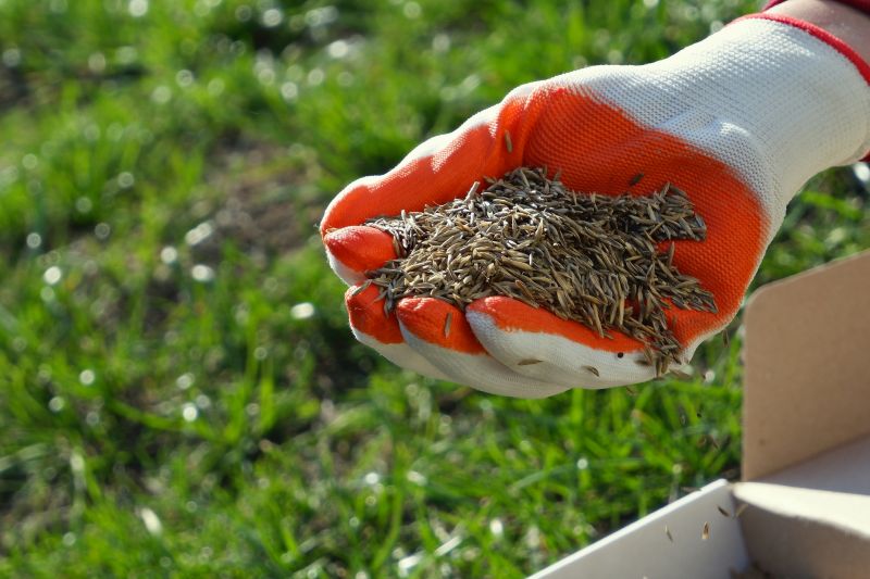 Yard Seeding